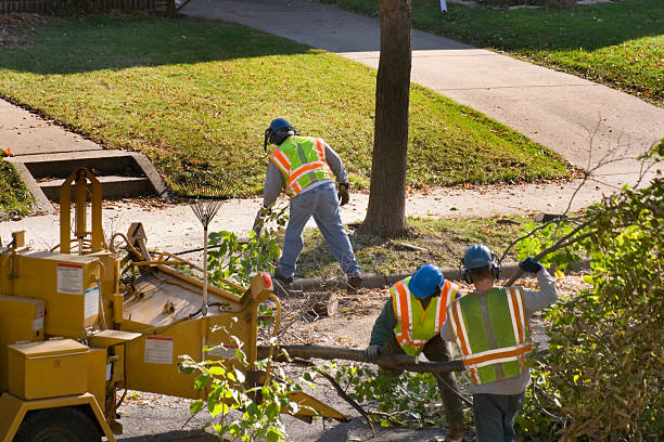 Lawn Renovation and Restoration in Loving, NM